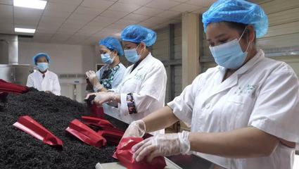 湘西古丈紅茶 茶鄉(xiāng)大地上的一張“紅色”名片——軟件開發(fā)與技術(shù)推廣的賦能之路